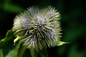 蕎麥葉貝母 蕎麥葉貝母