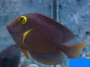 黃眼圈倒吊 黃眼圈倒吊