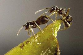 亞洲大螞蟻 亞洲大螞蟻