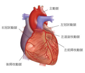 冠狀動脈分布