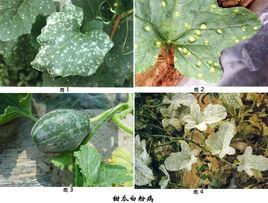 甜瓜白粉病 甜瓜白粉病