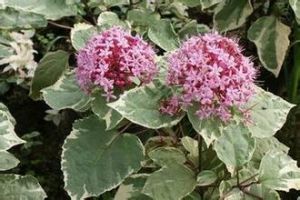 光葉林石草 光葉林石草