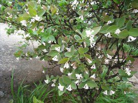 台灣葉蕘花 台灣葉蕘花