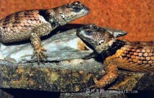 岩針蜥（黑領強棱蜥）（美洲鬣蜥科） 分布在美國南部的乾燥或半乾燥的岩石區， 全長約21－28厘米。