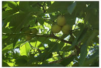 以紅木自然村核桃種植業