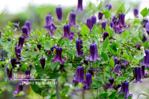 杯柄鐵線蓮 杯柄鐵線蓮