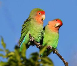 桃臉情侶鸚鵡 桃臉情侶鸚鵡