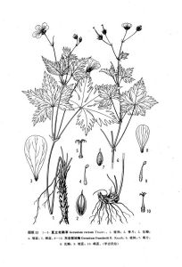 圓齒老鸛草 圓齒老鸛草