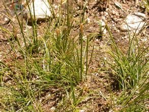 線葉嵩草 線葉嵩草