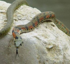 頸槽蛇