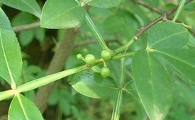 毛竹葉椒 毛竹葉椒