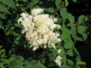 青海肉葉薺 青海肉葉薺