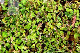 高原香薷 高原香薷