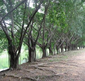 綿延十里的江濱古榕