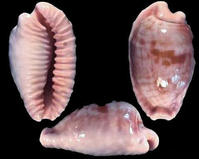 加氏黑雲寶螺 加氏黑雲寶螺