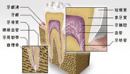 細胞外間質 細胞外間質