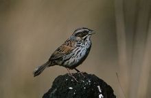 異雀鵐屬 異雀鵐屬