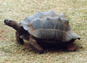 沃爾夫火山加拉帕戈斯象龜