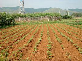 乾塘村[貴州省黔東南州岑鞏縣乾塘村]