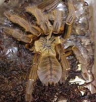 亞洲地老虎蜘蛛 亞洲地老虎蜘蛛