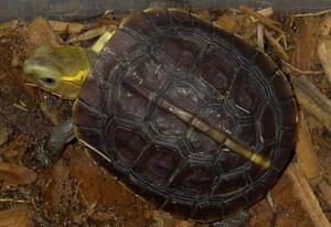 黃緣箱龜