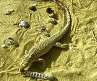 網紋麻蜥 網紋麻蜥