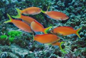 白斑擬鱸 白斑擬鱸