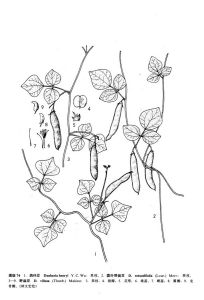 鴿仔豆（海南）凹子豆（廣東海康）圖版74: 1