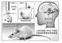 對腦神經的研究