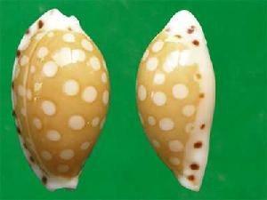 美人寶螺 美人寶螺