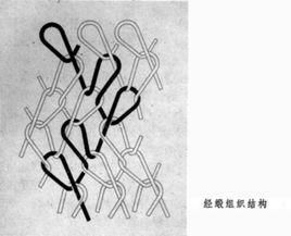 經緞組織 經緞組織