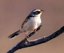 花臉雀馬拉若島亞種 花臉雀馬拉若島亞種