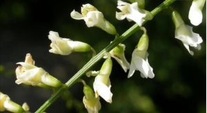 直莢草黃耆 直莢草黃耆