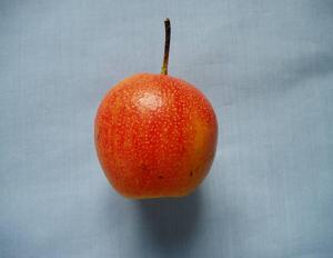 鹼廠紅南果 鹼廠紅南果