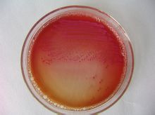 大腸桿菌平板培養基