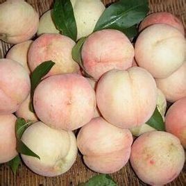 奉化水蜜桃 奉化水蜜桃