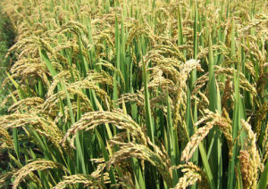 遼星20號 遼星20號