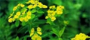 長葉大戟 長葉大戟