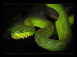 白唇竹葉青 白唇竹葉青