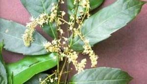 海南假韶子 海南假韶子