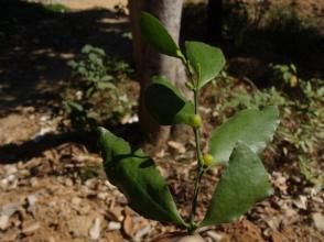 黃楊葉寄生藤 黃楊葉寄生藤