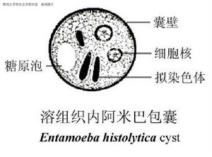溶組織內阿米巴