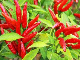 蝦子辣椒 蝦子辣椒