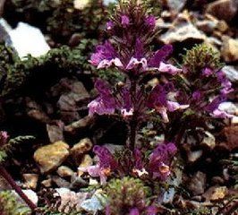 川西岩居馬先蒿 川西岩居馬先蒿