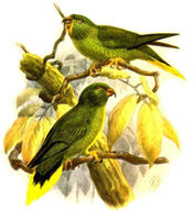 棕櫚吸蜜鸚鵡