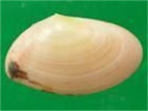 小白櫻蛤 小白櫻蛤