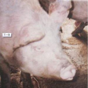 豬傳染性萎縮性鼻炎