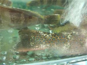 截尾鰓棘鱸 截尾鰓棘鱸