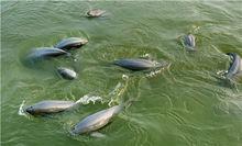 null[安徽省地級市]