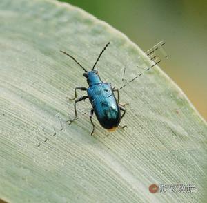 麥凹脛跳甲 麥凹脛跳甲